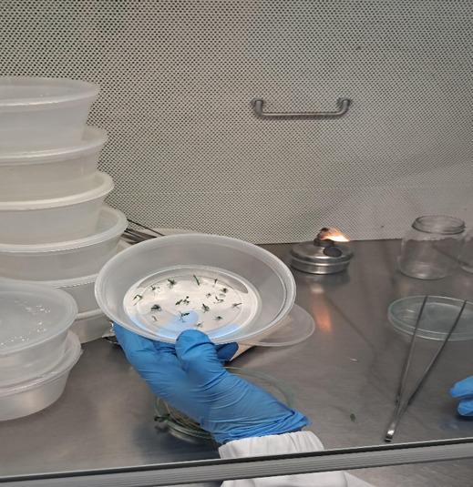 Mano con guante de nitrilo azul sosteniendo recipiente de cultivo in vitro con plántulas verdes sobre agar, junto a mechero de alcohol encendido con llama viva y pinzas metálicas